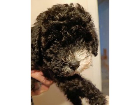2 aylık poodle ayarında maltipoo