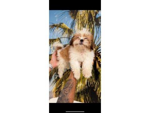 Shih-tzu (şitsu) çocuklarım