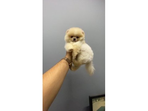 Pomeranian bo teddy yavrularımız