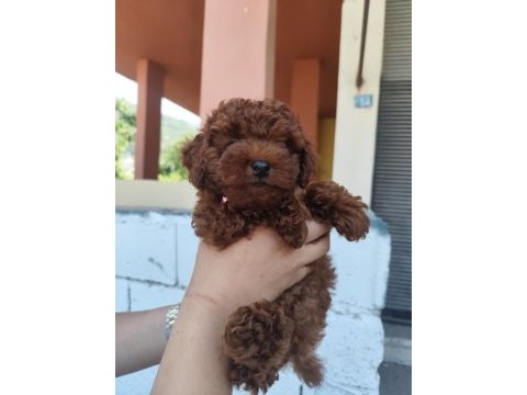 Kilo garantili kore kan red brown toy poodle yavrular