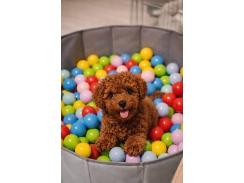 Irk ve saglık garantili poodle