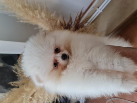 Show kalite pomeranian boo