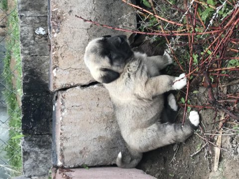 Has kangal yavrular dişi erkek mevcut