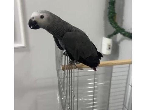 Jako bebek isteyenler