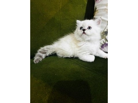 British longhair 3.5 aylık erkek
