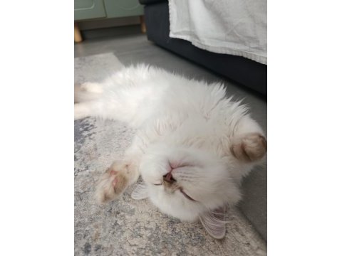 Safkan british blue point yavrumuz