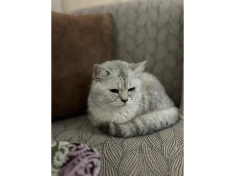 2 yaşında erkek kedimiz