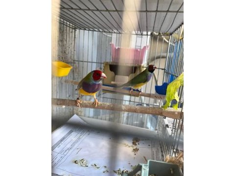 Ağır parçalı parrot goldian finch cinemonlar