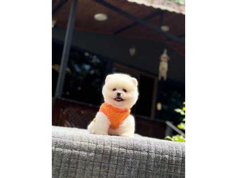 Yavru pomeranian boolarımız