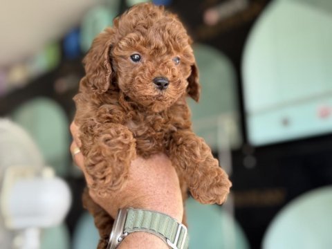 Yasal ruhsatlı çiftlikden toy poodle yavrularımız
