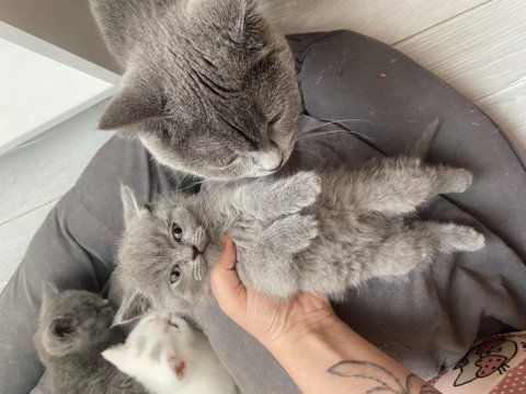70 günlük dişi-erkek british shorthair
