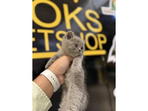 Britsh shorthair kedisi 2 aylık