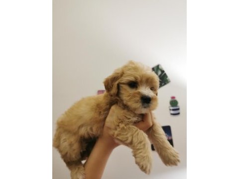 Orijinal maltipoo yavrular randevu alarak bakabilirsiniz