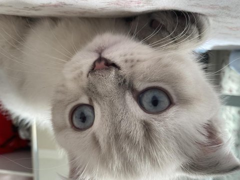 2.5 aylık scottish fold oğlumuz