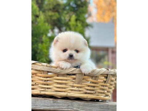 A kalite pomeranian boo yavrularımız