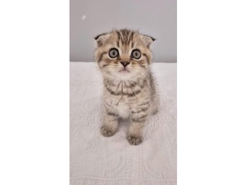 18 nisan doğumlu scottish fold erkek