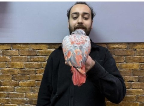 Koleksiyonluk full evcil üst düzey konuşan red faktör jako