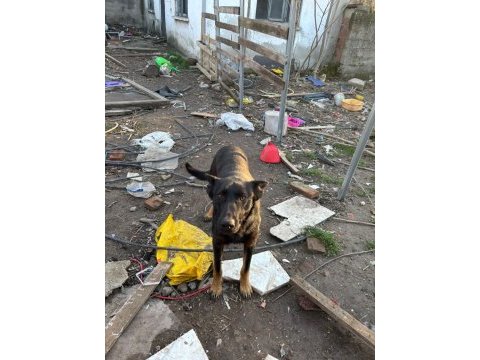 1.5 yaşında safkan malinois siyah köpeğimiz