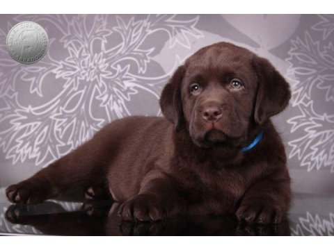 Şecereli labrador retriever