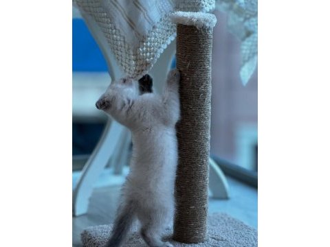 Bücür scottish fold iki buçuk aylık