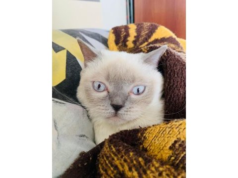 Safkan british blue point dişi erkek 2 kedi