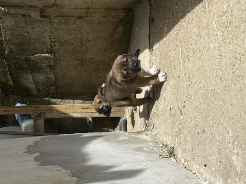 Dişi anadolu çoban köpeklerimiz yeni yuvasını arıyor