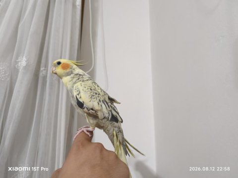 5 aylık sultan papağanı sahibinden