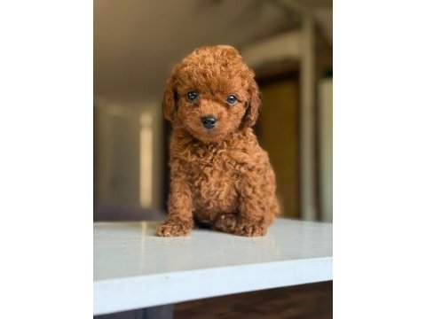 Orjinal teacüp poodle yavrumuz 