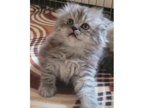 Scottish fold longhair dişi