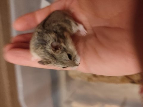 Tatlı minnoş gonzales hamster yavru ve yetişkin