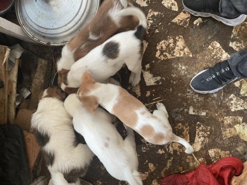 Evcil hayvan köpek