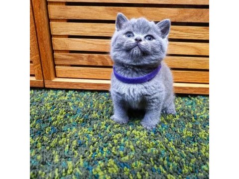 British shorthair yavruları