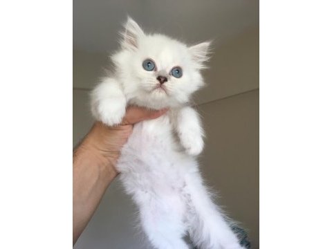 Full scr british longhair
