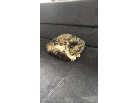 Bu sosyal kedimiz yeni ailesini arıyor