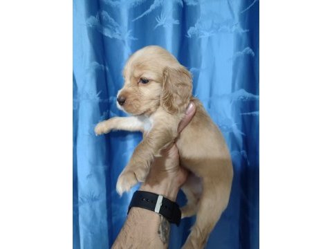 Safkan cocker yavrularımız sahiplendirilecektir