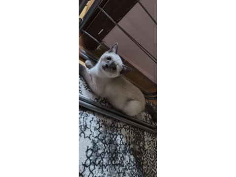 Yeni yuvamiza gitmeye hazırız