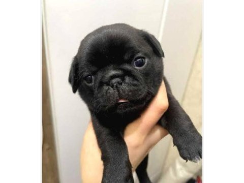 Neşeli enerjik sevimli pug