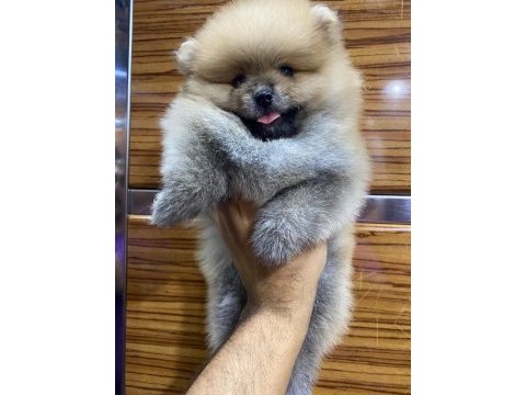 Pomeranian erkek