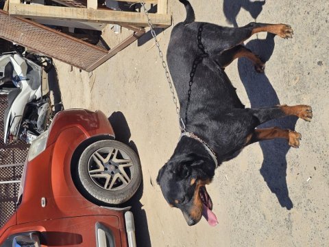 Dişi rottweiler bodrum yalıkavak