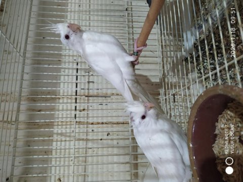 Damızlık 6-7 aylık albino ve lutino dişi sultan papağanı