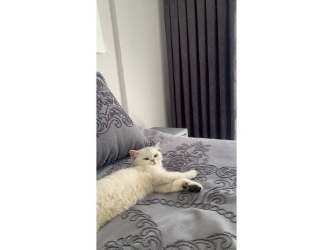 Scottish fold kedisi 5 aylık