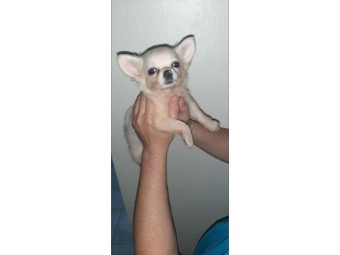 A şecere belgeli longhair erkek yavrum chihuahua