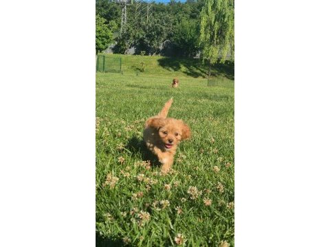 Teacup maltipoo bebekleri sizleri bekliyor 