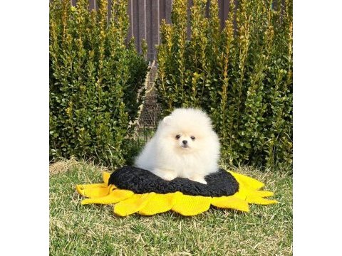 Pomeranian boo yavrular