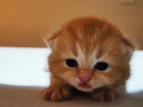 Golden shorthair erkek