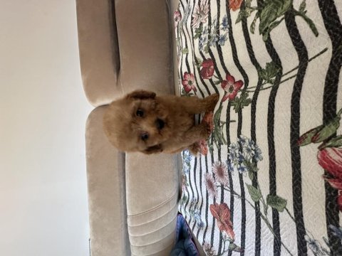 Dişi toy poodle yavrularımız