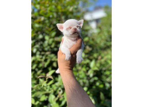 A+ white elma kafa şivava bebek