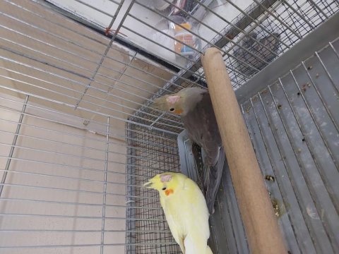 2.5 aylık 5 6 aylık 10 11 aylık sultan papağanı yavrular