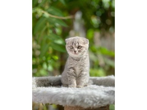 Scottish fold yavrularımız