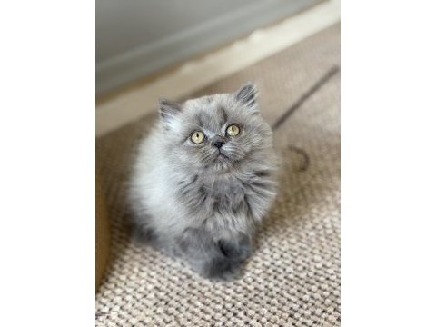 British longhair cer